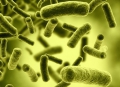 Vi khuẩn Clostridium botulinum và cách phòng tránh ngộ độc thực phẩm