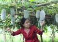 Xây dựng chuỗi liên kết để phát triển nông nghiệp hữu cơ bền vững