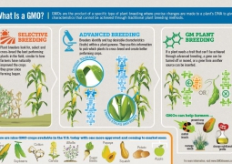 TÌM HIỂU VỀ THỰC PHẨM BIẾN ĐỔI GENE GMO