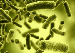Vi khuẩn Clostridium botulinum và cách phòng tránh ngộ độc thực phẩm