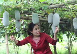 Xây dựng chuỗi liên kết để phát triển nông nghiệp hữu cơ bền vững